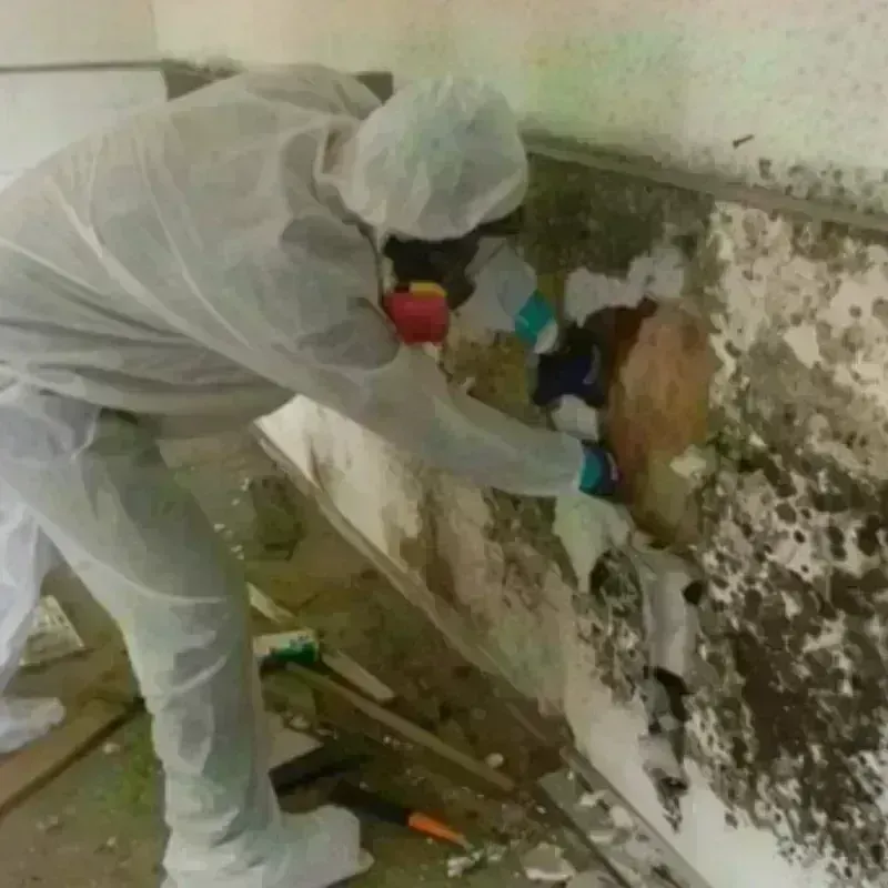 Mold Remediation and Removal in Vandalia, MO